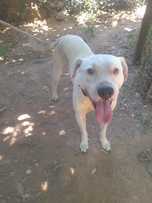 Blanco - Nato il Gennaio 2021 - Meticcio simil Dogo Argentino - Taglia: Media - Peso: 18 kg - Carattere: Dolcissimo, socievole  Foto 8